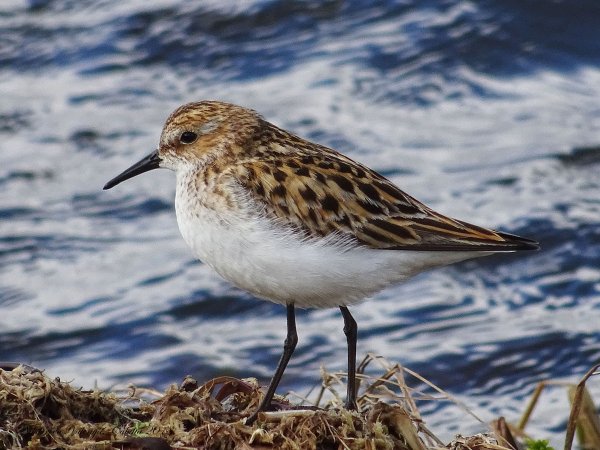 Кулик-Воробей (Calidris minuta)