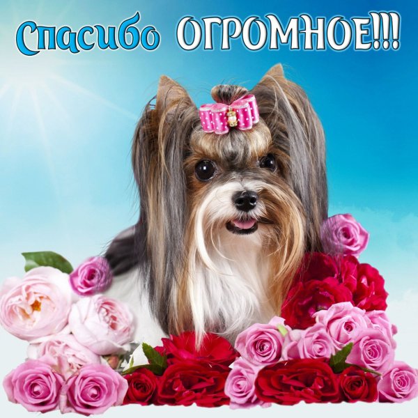 Открытки с благодарностью спасибо