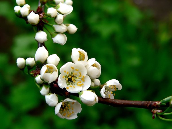 Novruz Bayram вектор