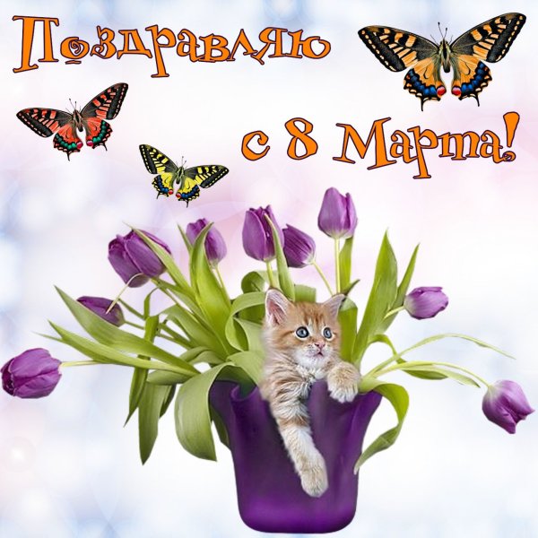 Открытка на 8 марта с живой бабочкой