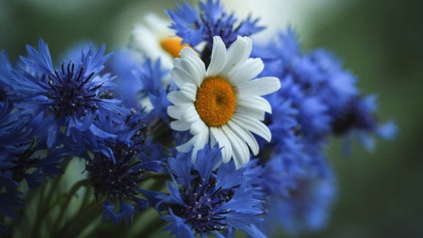 Пожелания доброго вечера женщине