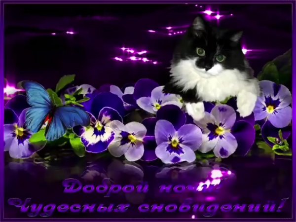 Доброго вечера и спокойной ночи