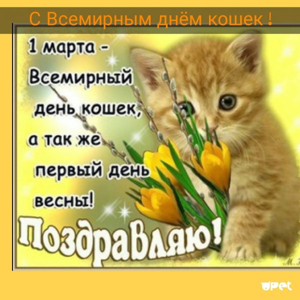 1 Марта день кошек в России