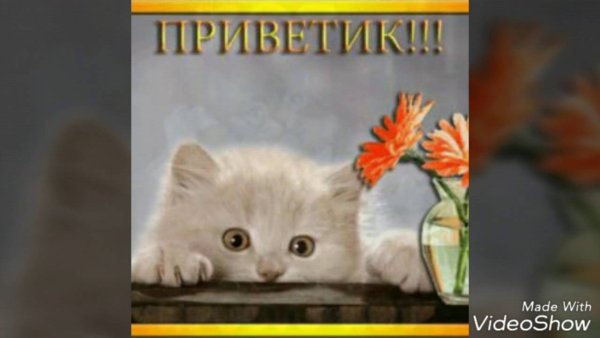 Приветик котик