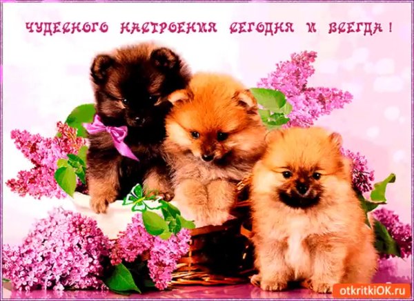 Чудесное настроение