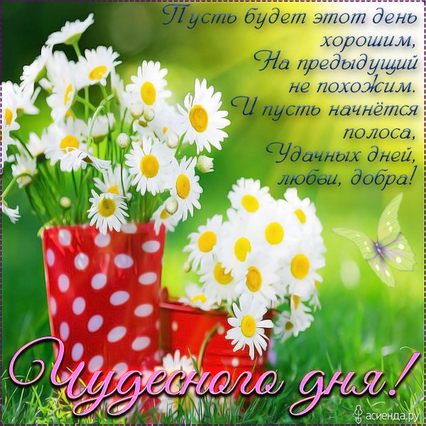 Добрые пожелания с ромашками