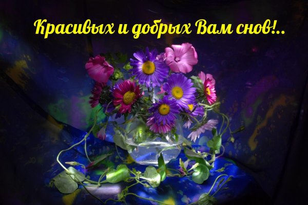 Доброй ночи ромашки