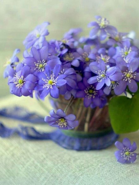 Доброе утро незабудки