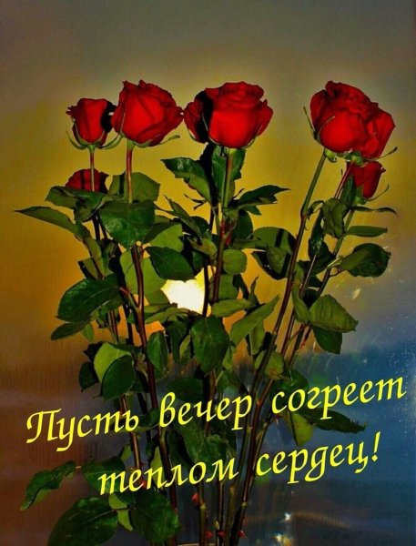 Розы вечер