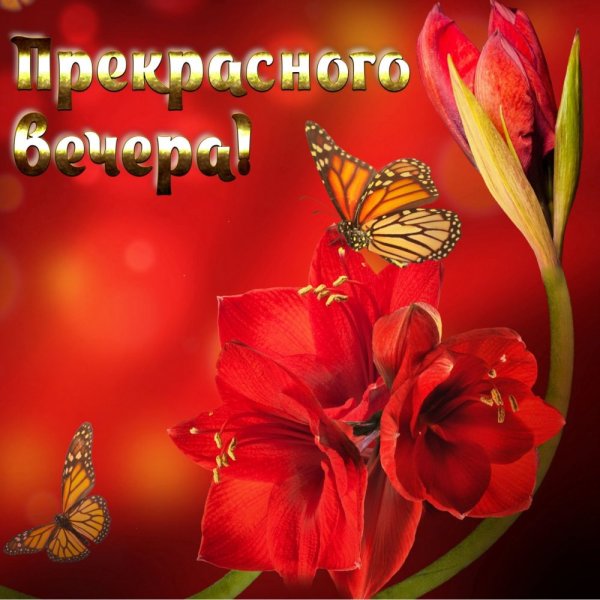 Добрый вечер с бабочками