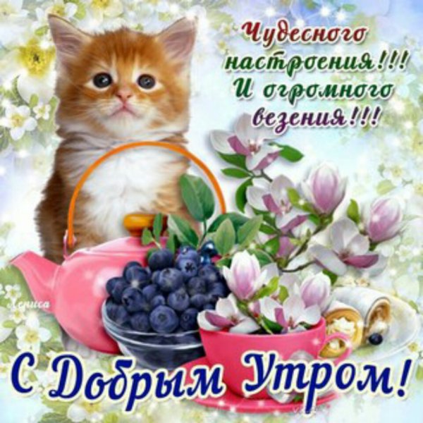 С добрым утром теща