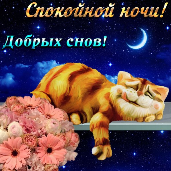 Спокойной ночи завтра увидимся