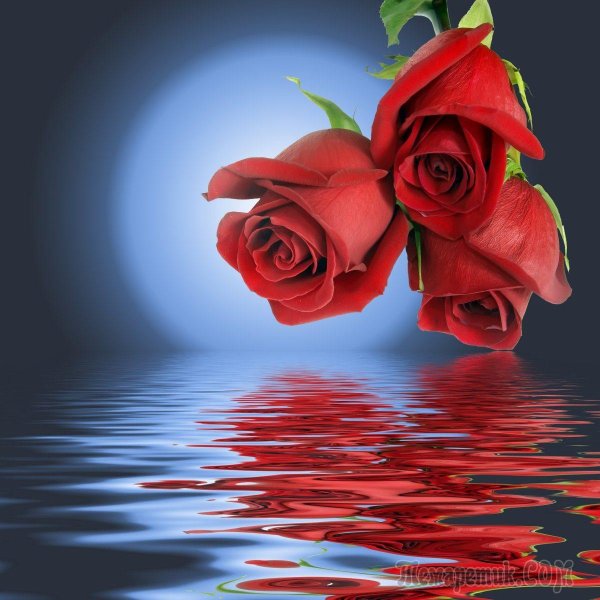 Доброго вечера и спокойной ночи