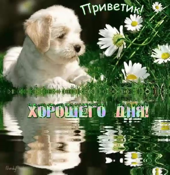 Пожелания с добрым животные