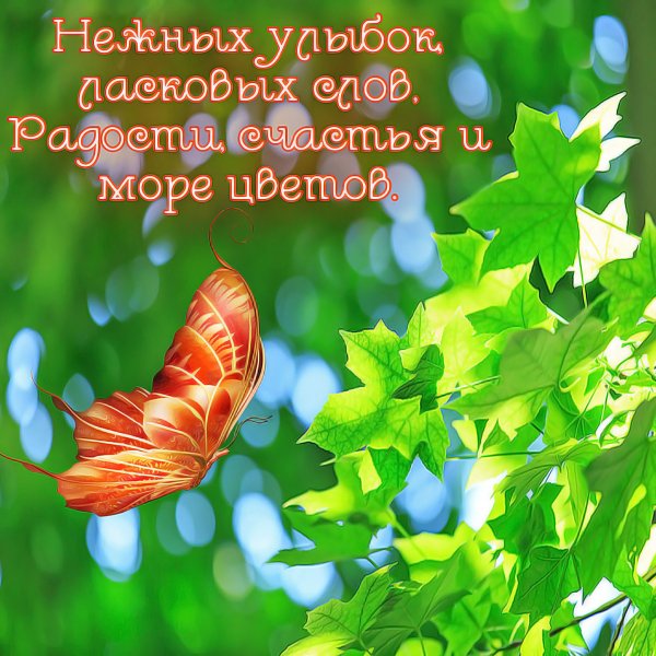 Отличного дня бабочки