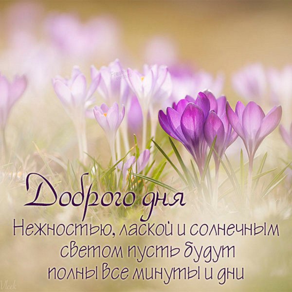 Подснежники плакат