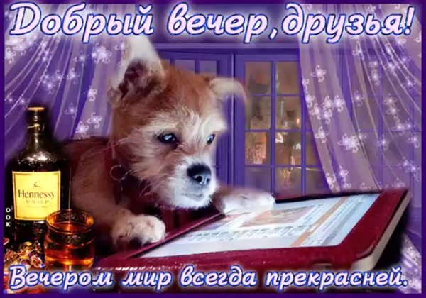 Прикольные пожелания доброго вечера