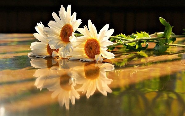 Живи и радуйся жизни цитаты