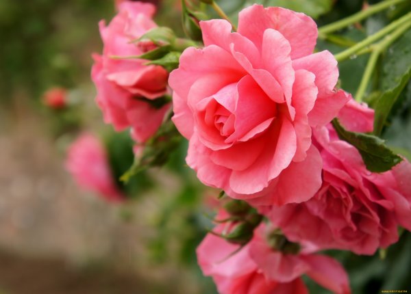 Роза Персис