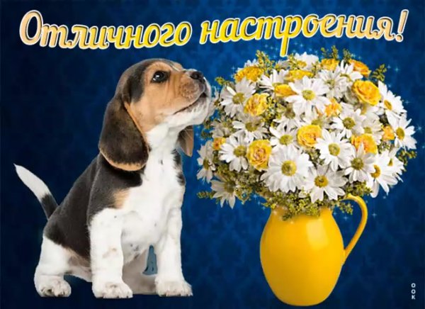 Хорошего вторника отличного настроения с собачкой