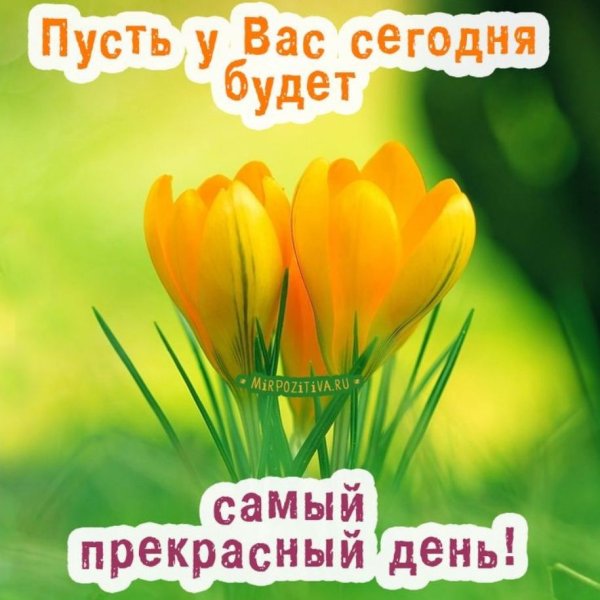 Крокус желтый