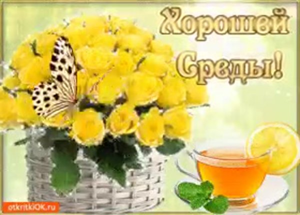 Хорошей среды котики
