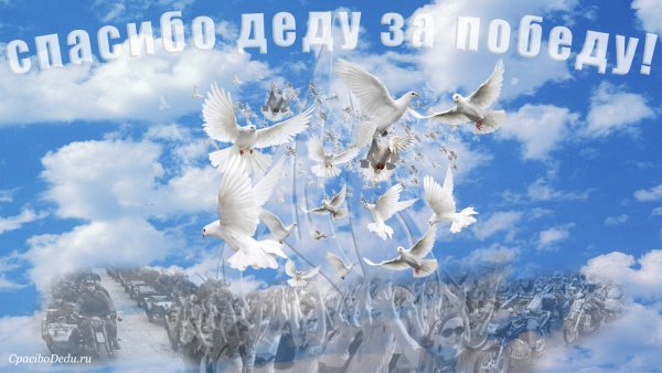 День Победы голуби