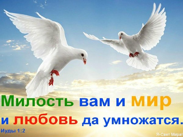 Две птицы в небе любовь