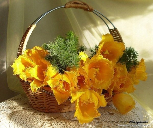 Корзина с нарциссами и мимозой