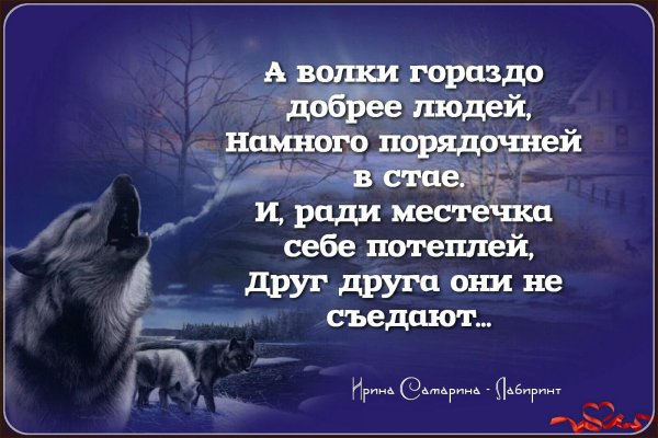 Цитаты волка
