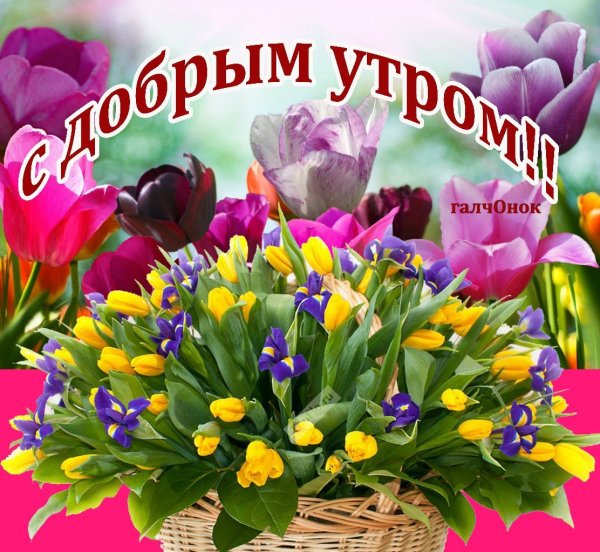 Весенние цветы и пожелания доброго дня