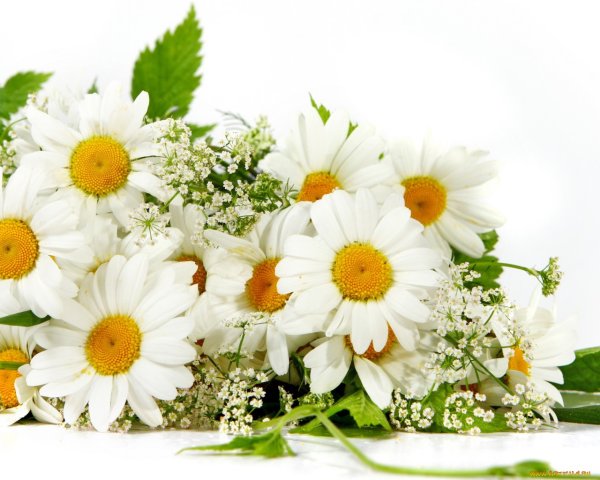 Пожелания сестре