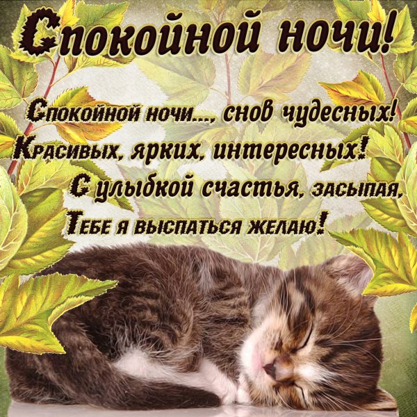 Животные желают спокойной ночи