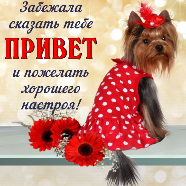 Привет открытки с цветами и пожеланиями