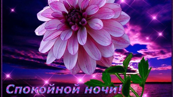 Цветы с пожеланием спокойной ночи