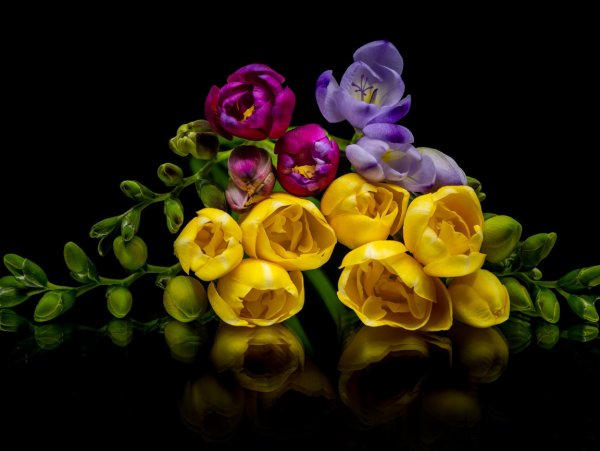 Freesia цветок
