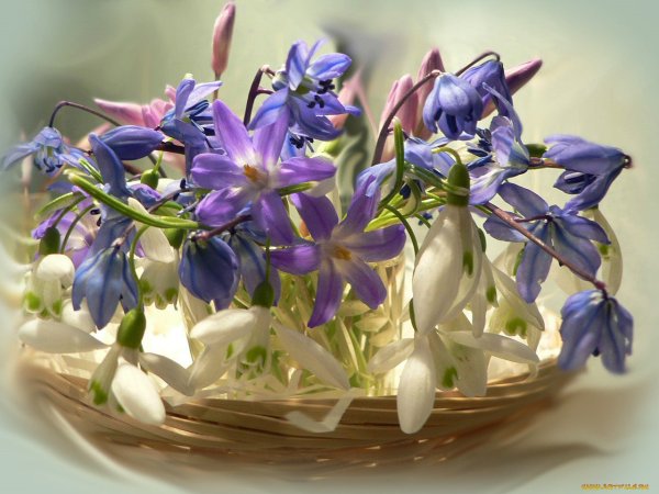 С днем рождения подснежники