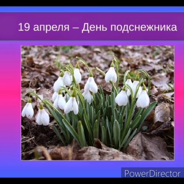 Весенний букет подснежников