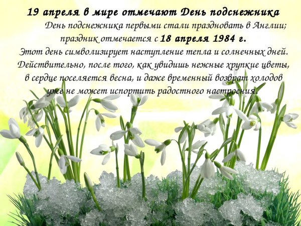 Подснежники в снегу