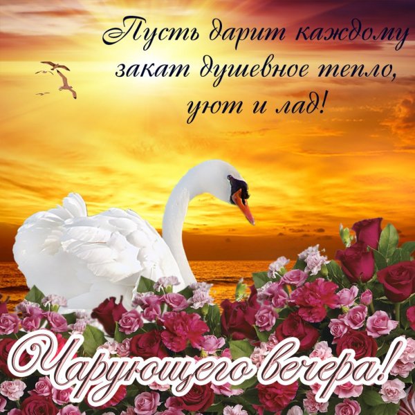 Спокойной ночи лебеди