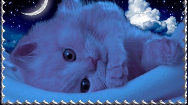 Картины Ирины Гармашовой коты