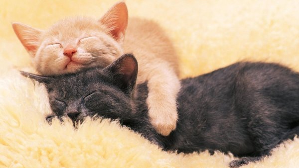Котенок. Спокойной ночи!