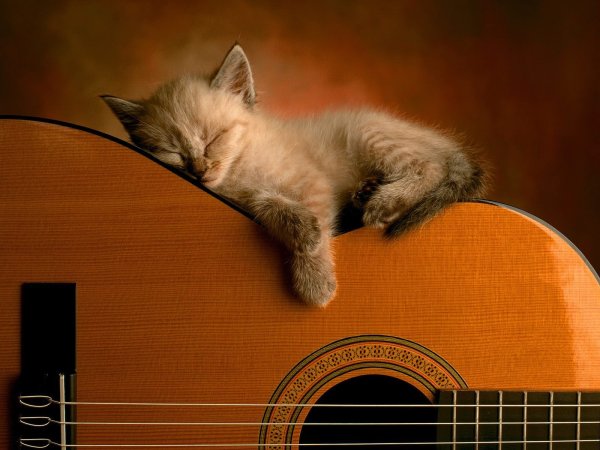 Спокойной ночи с котами
