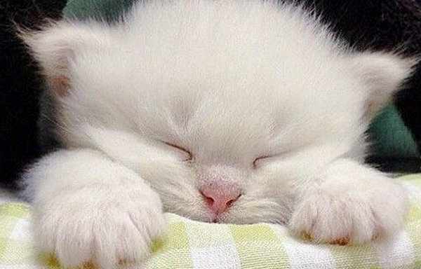 Спокойной ночи котёнок мой