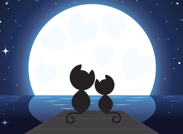 Кошка на фоне Луны