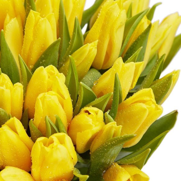 Картинки с пожеланиями с желтыми тюльпанами (49 фото)
