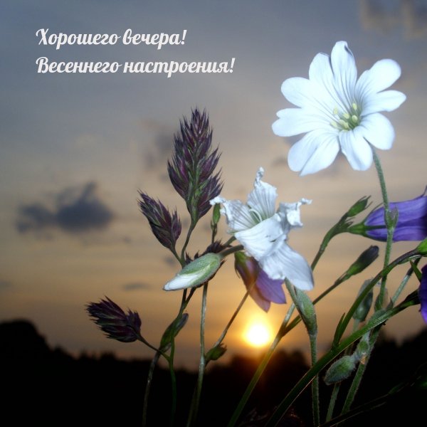 Ночной цветок
