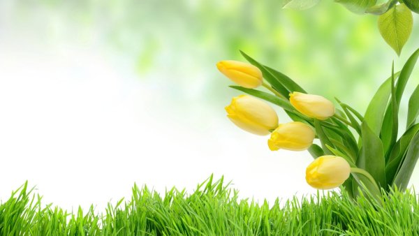 Весенний фон для открытки