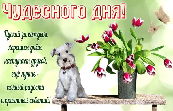 Чудесного дня