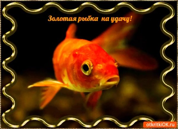Открытка с золотой рыбкой